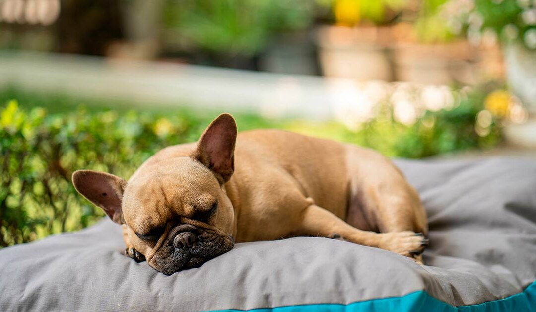 Hotel pet friendly no Guarujá para trazer seu aumigo